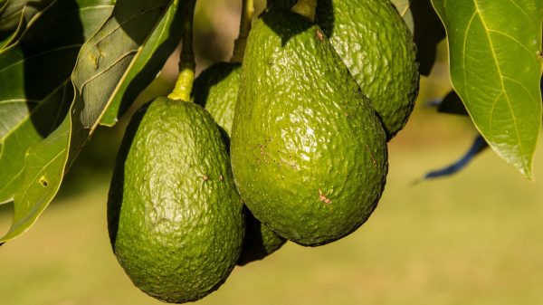 avocats