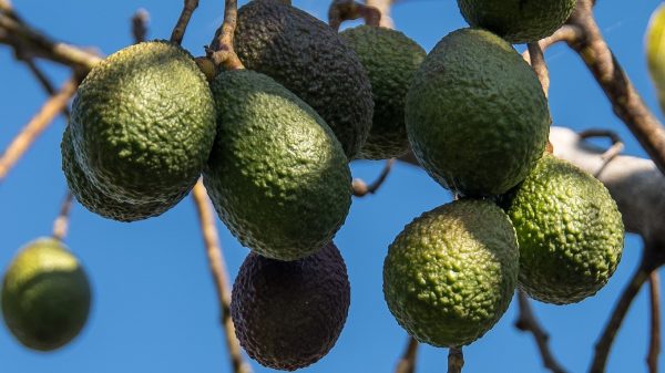 avocat