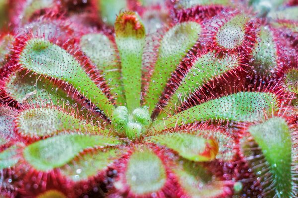 Drosera-plante-carnivore
