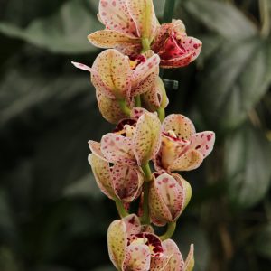 orchidées