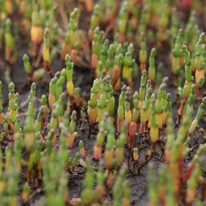 plantes d'eau salée